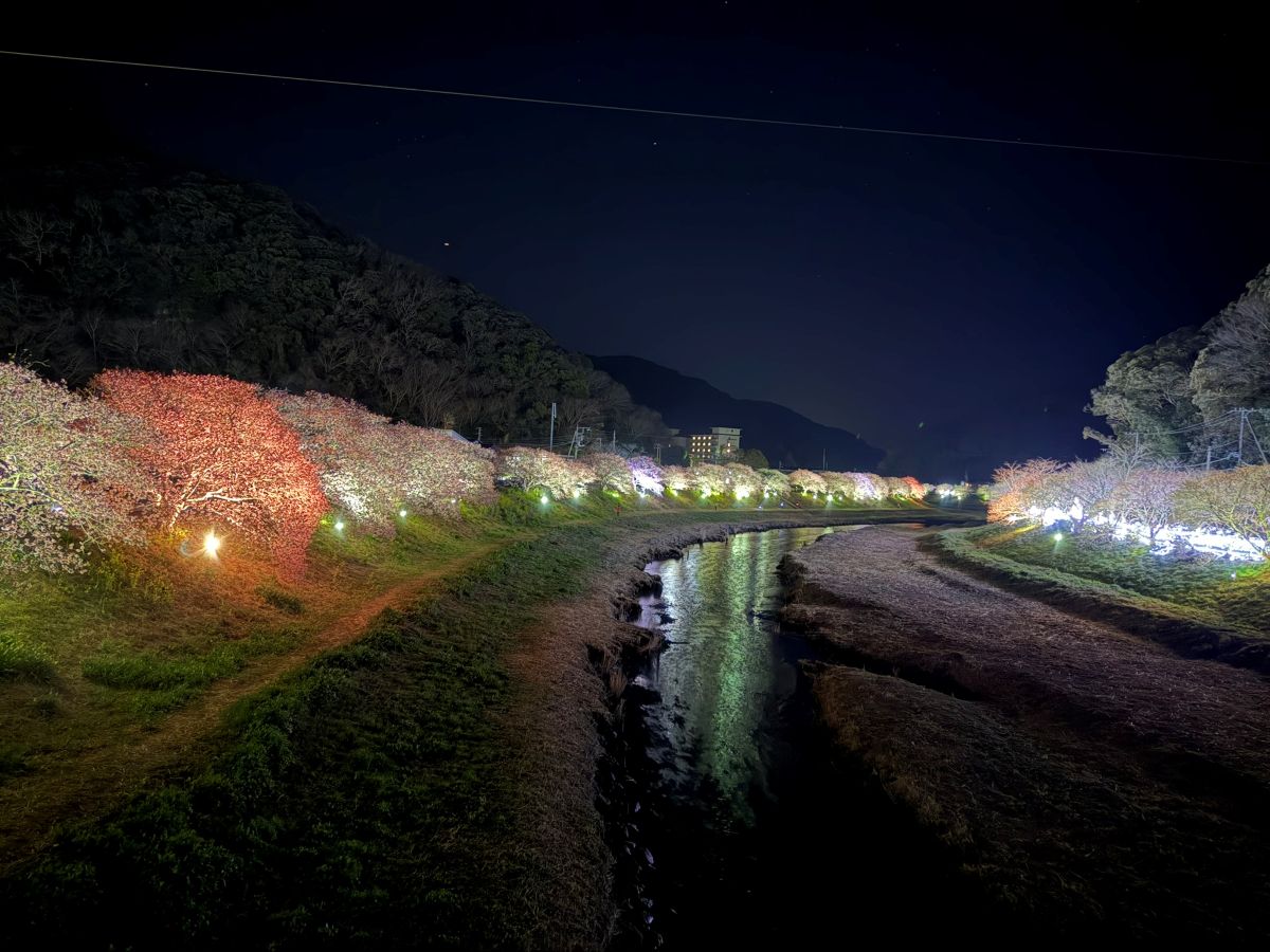 河津の夜桜